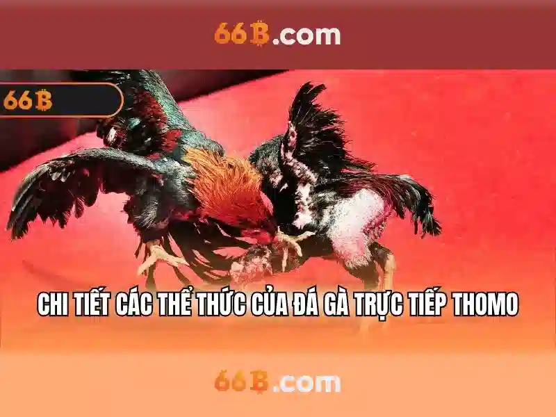 66b. com – Nền tảng đổi mới và câu chuyện thương hiệu